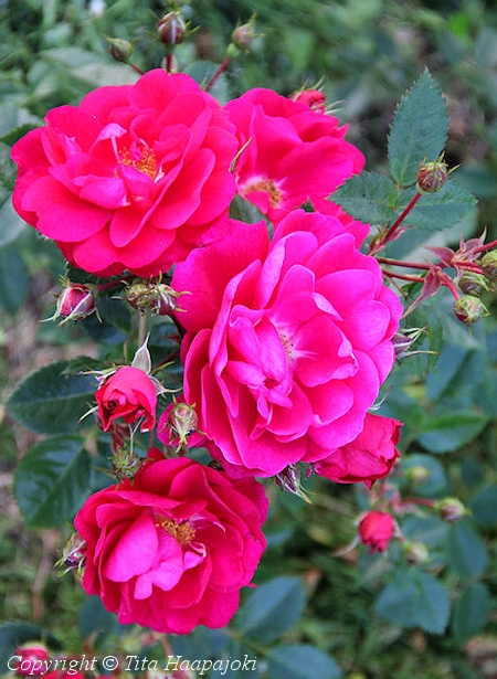 Rosa 'Henry Kelsey', puistoruusu